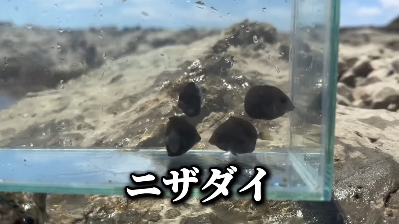 |「コレ、普通に捕まります」“磯の水”を全部抜いたら、出てきたものがヤバすぎた。「海保に通報です」