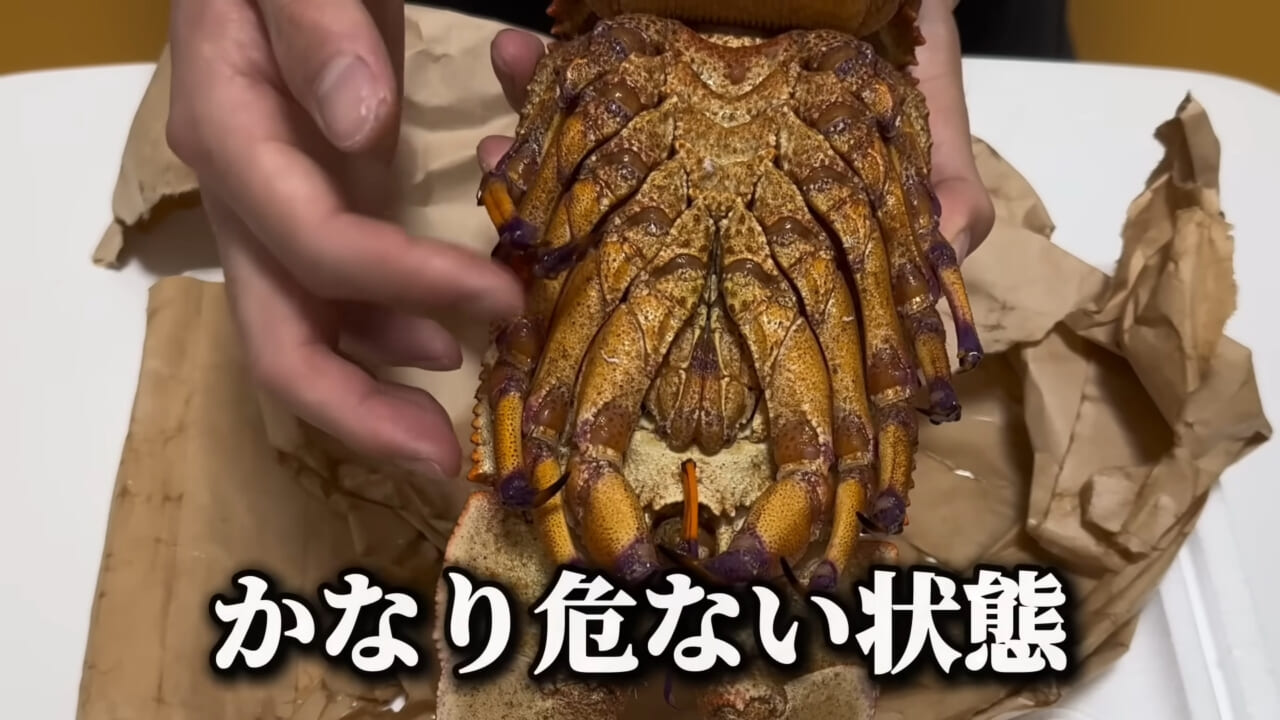｜「これはマジでやばい」スーパーに売れ残っていた『化け物』を飼育してみると…。「すごい映像」「感動しました」