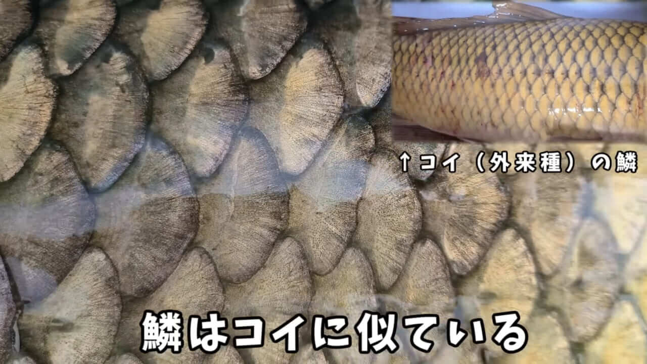 ｜「うわぁ、キタキタ」「デカすぎ…」“巨大魚”が潜む川に食パンを投入→10秒後にまさかの『化け物』サイズが登場。