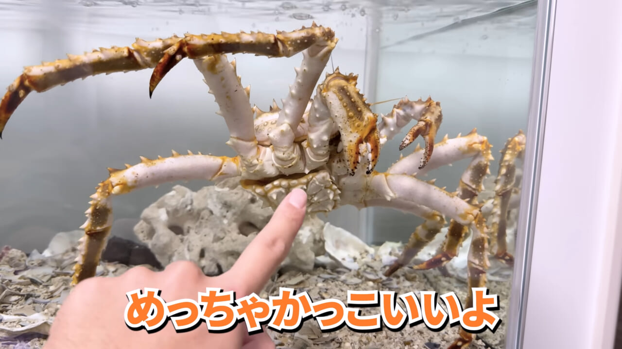 |「マジで育てるのか…」お風呂で『タラバガニ』を飼ったら…。「死んだら食材です」驚きの動画に話題殺到。