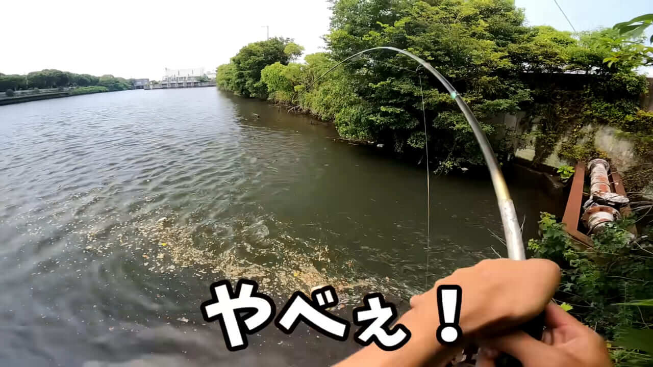 ｜「うわぁ、キタキタ」「デカすぎ…」“巨大魚”が潜む川に食パンを投入→10秒後にまさかの『化け物』サイズが登場。