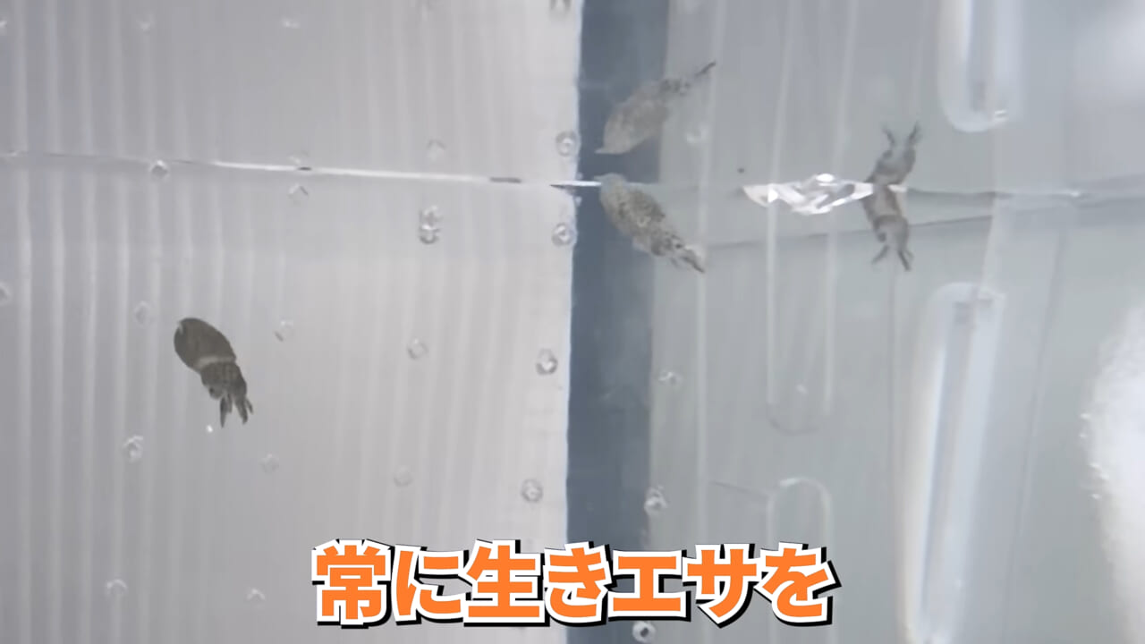 |スーパーで売っていた『白い塊』→水槽に入れたら思わぬ結果に。「すごい、貴重な映像」「めっちゃ可愛い」