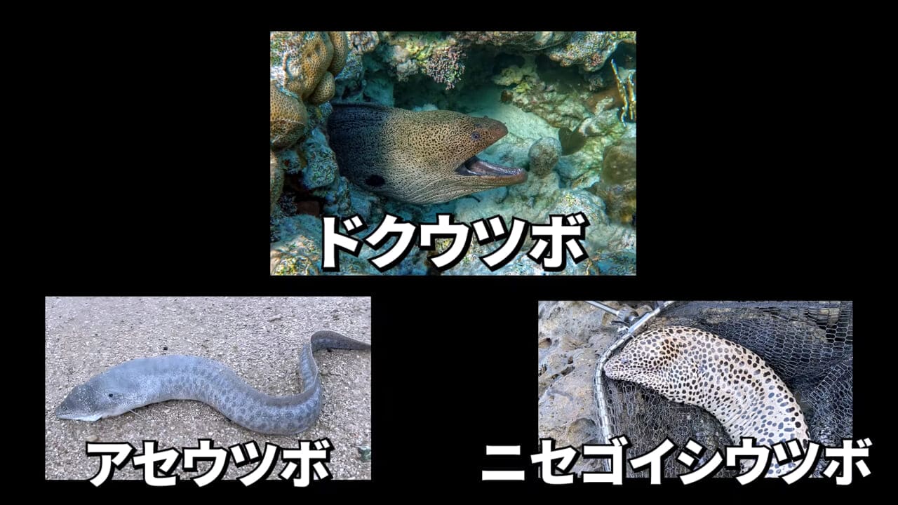 ｜「やばい、コレきたわ…」「人を海へ引きずり込む」世界最大の『化け物アジ』が潜む海の上で3日間過ごしてみたら…。