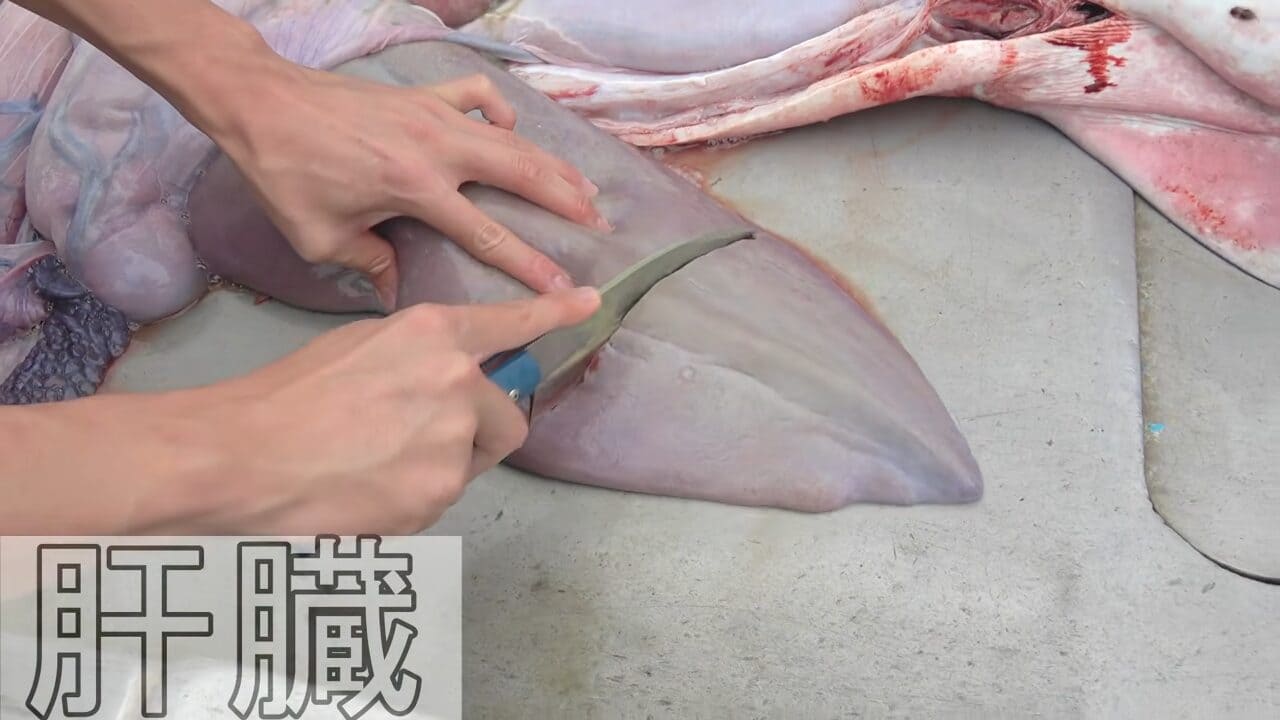 ｜「異常な臭い」「やばいです」水揚げされた『巨大ザメ』を解体。“ふくれた腹”から出てきた中身に撮影者も困惑。「なんだこれ…」