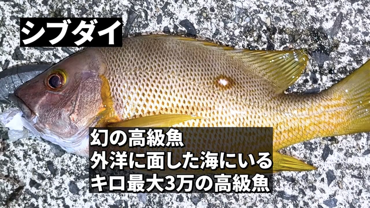 ｜「やばい、コレきたわ…」「人を海へ引きずり込む」世界最大の『化け物アジ』が潜む海の上で3日間過ごしてみたら…。