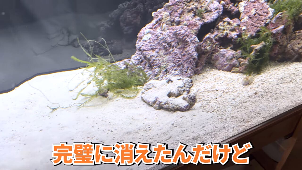|スーパーに売っていた“瀕死のイカ”→連れて帰って水槽に入れたら…。数日後の姿に「なんだか泣けてきた」「マジで感動」
