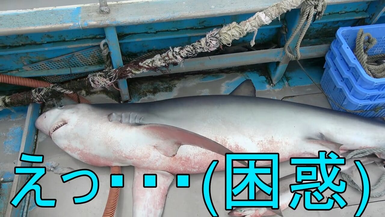 |「異常な臭い」「やばいです」水揚げされた『巨大ザメ』を解体。“ふくれた腹”から出てきた中身に撮影者も困惑。「なんだこれ…」