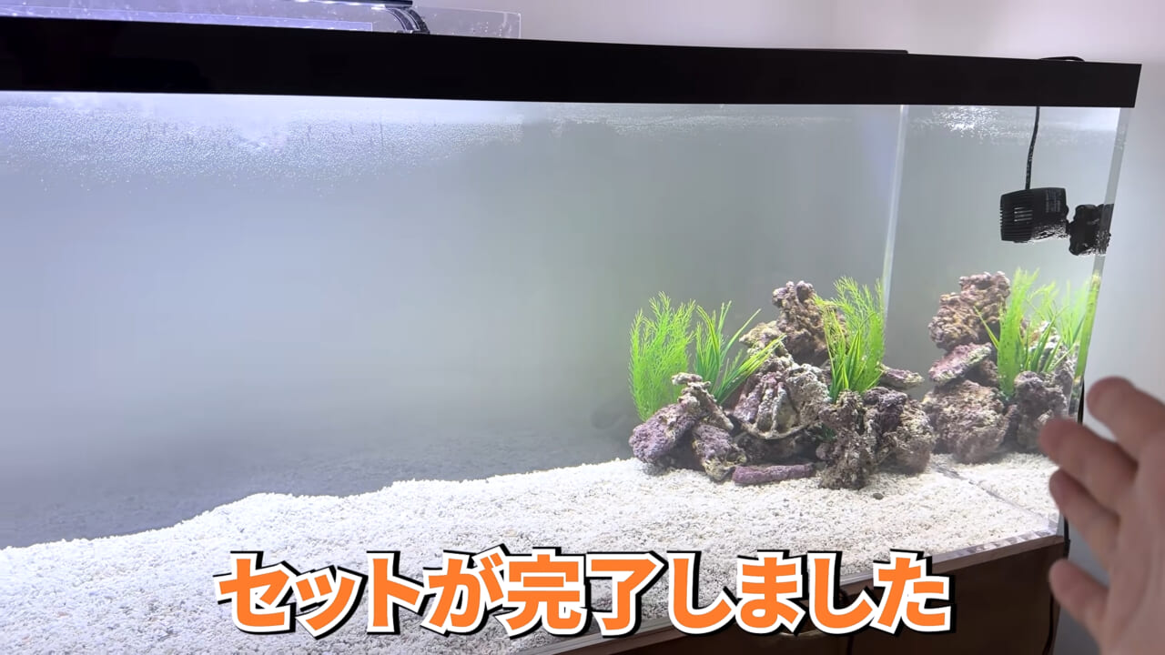 ｜スーパーに売っていた“瀕死のイカ”→連れて帰って水槽に入れたら…。数日後の姿に「なんだか泣けてきた」「マジで感動」
