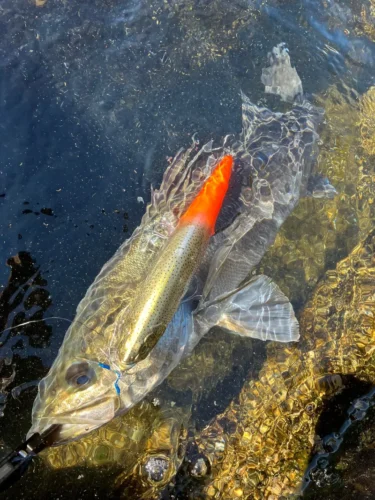 秋の陸っぱり魚探メガドッグ220（hiro）