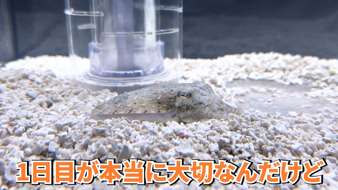 |スーパーに売っていた“瀕死のイカ”→連れて帰って水槽に入れたら…。数日後の姿に「なんだか泣けてきた」「マジで感動」