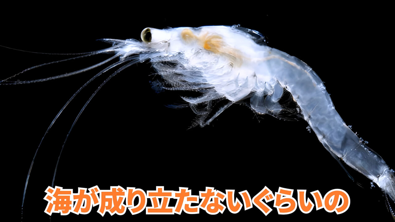 ｜スーパーで売っていた『白い塊』→水槽に入れたら思わぬ結果に。「すごい、貴重な映像」「めっちゃ可愛い」