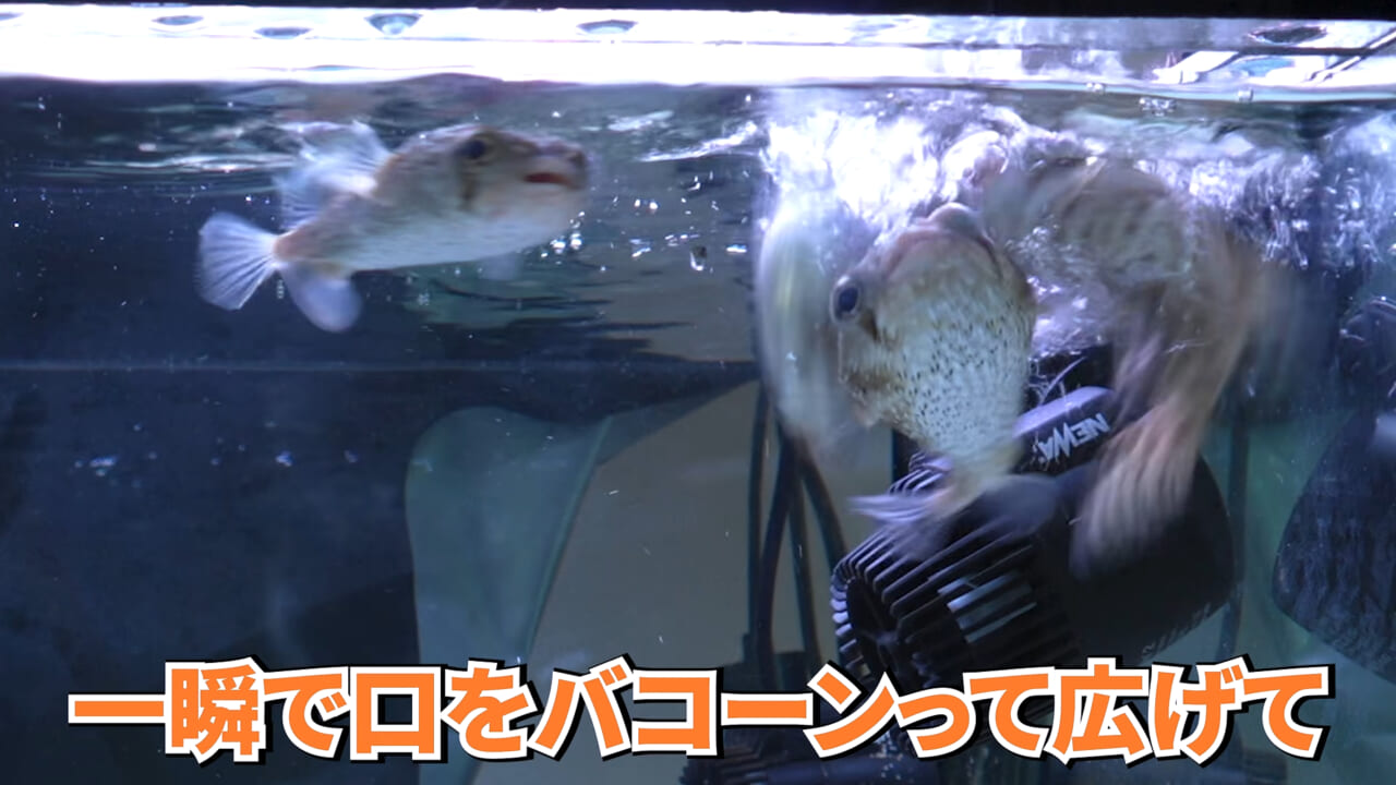 ｜スーパーに売っていた“瀕死のイカ”→連れて帰って水槽に入れたら…。数日後の姿に「なんだか泣けてきた」「マジで感動」