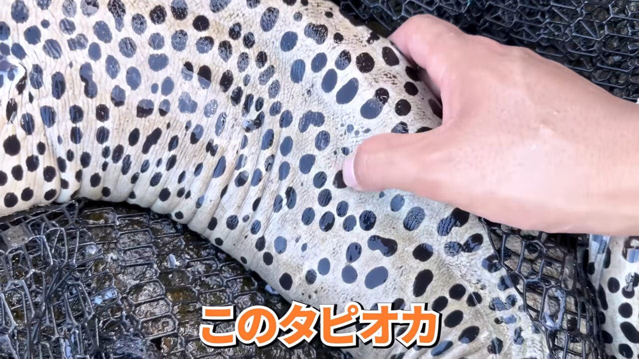 ｜「やばい、コレきたわ…」「人を海へ引きずり込む」世界最大の『化け物アジ』が潜む海の上で3日間過ごしてみたら…。