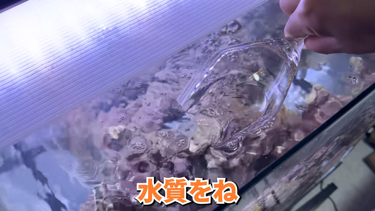 ｜スーパーで売っていた『白い塊』→水槽に入れたら思わぬ結果に。「すごい、貴重な映像」「めっちゃ可愛い」