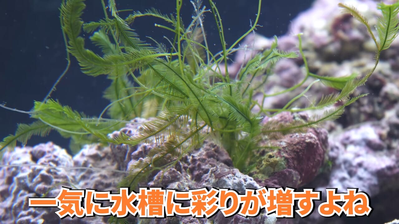 ｜スーパーに売っていた“瀕死のイカ”→連れて帰って水槽に入れたら…。数日後の姿に「なんだか泣けてきた」「マジで感動」