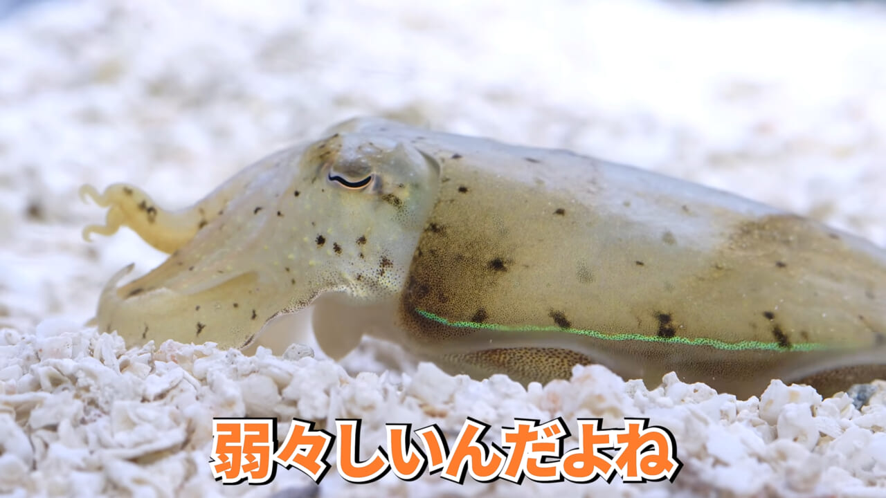 ｜スーパーに売っていた“瀕死のイカ”→連れて帰って水槽に入れたら…。数日後の姿に「なんだか泣けてきた」「マジで感動」