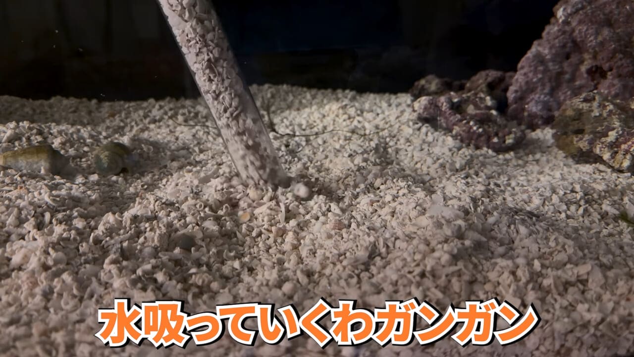 |スーパーに売っていた“瀕死のイカ”→連れて帰って水槽に入れたら…。数日後の姿に「なんだか泣けてきた」「マジで感動」