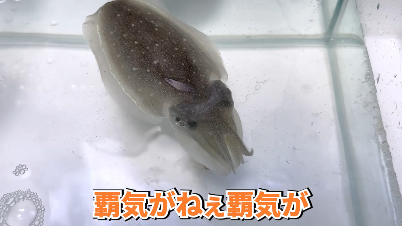 |スーパーに売っていた“瀕死のイカ”→連れて帰って水槽に入れたら…。数日後の姿に「なんだか泣けてきた」「マジで感動」