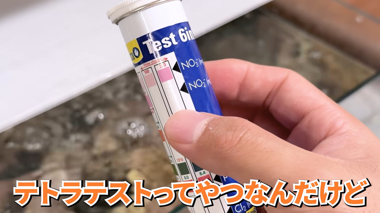 |スーパーで売っていた『白い塊』→水槽に入れたら思わぬ結果に。「すごい、貴重な映像」「めっちゃ可愛い」