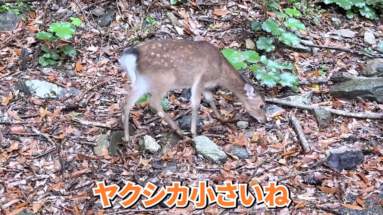 |「やばい、コレきたわ…」「人を海へ引きずり込む」世界最大の『化け物アジ』が潜む海の上で3日間過ごしてみたら…。