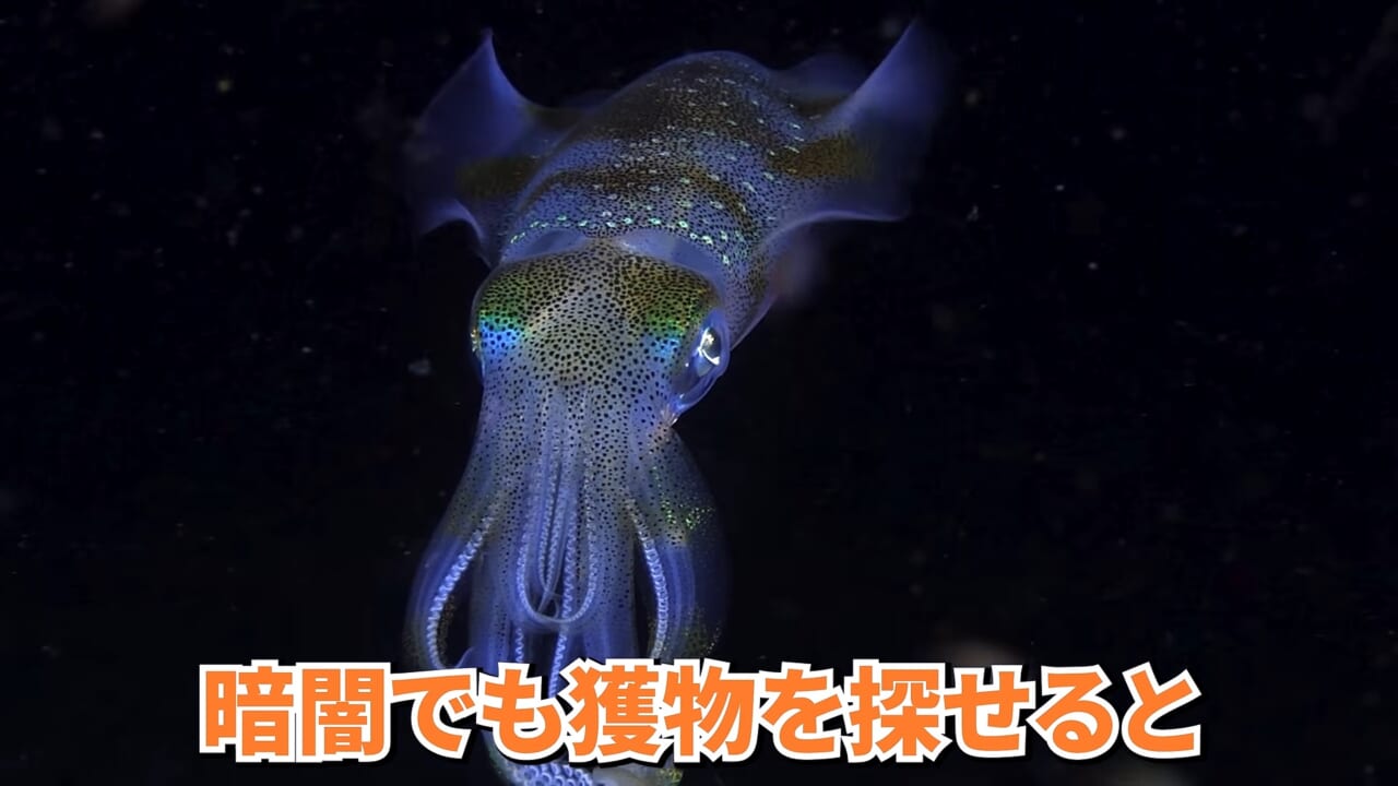 |スーパーで売っていた『白い塊』→水槽に入れたら思わぬ結果に。「すごい、貴重な映像」「めっちゃ可愛い」