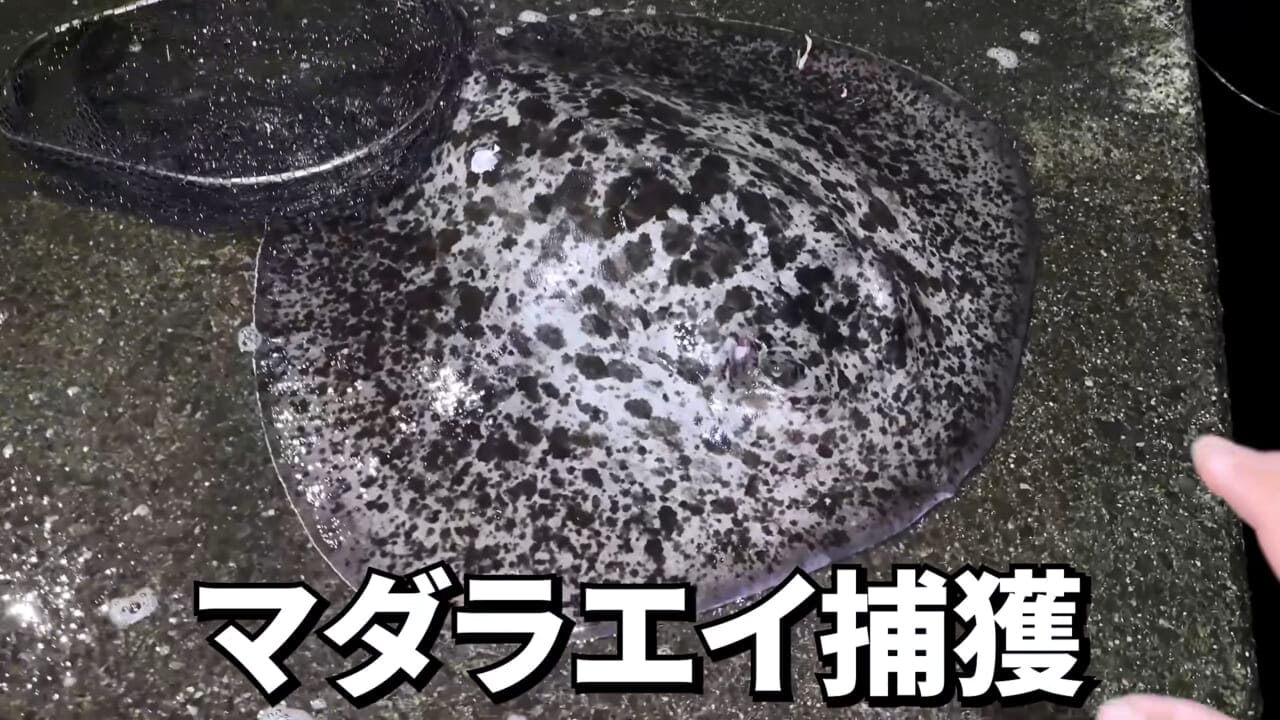 ｜「やばい、コレきたわ…」「人を海へ引きずり込む」世界最大の『化け物アジ』が潜む海の上で3日間過ごしてみたら…。