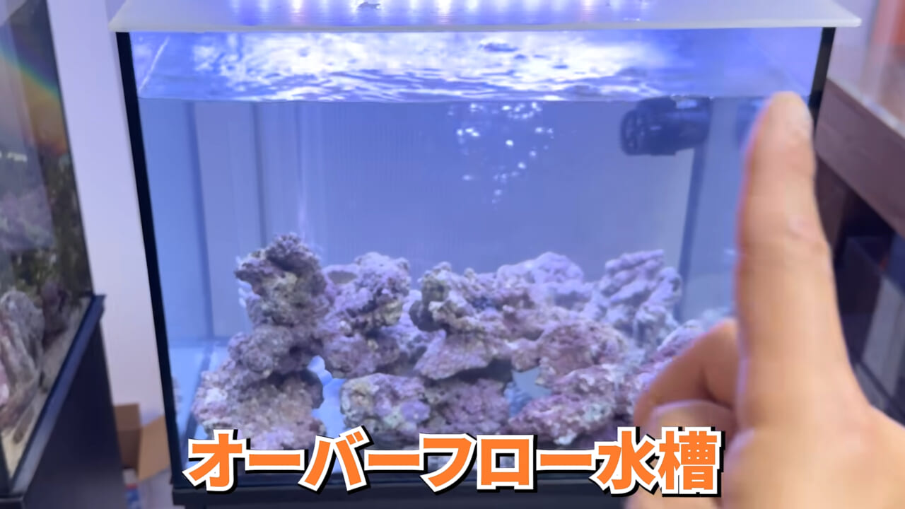 |スーパーで売っていた『白い塊』→水槽に入れたら思わぬ結果に。「すごい、貴重な映像」「めっちゃ可愛い」