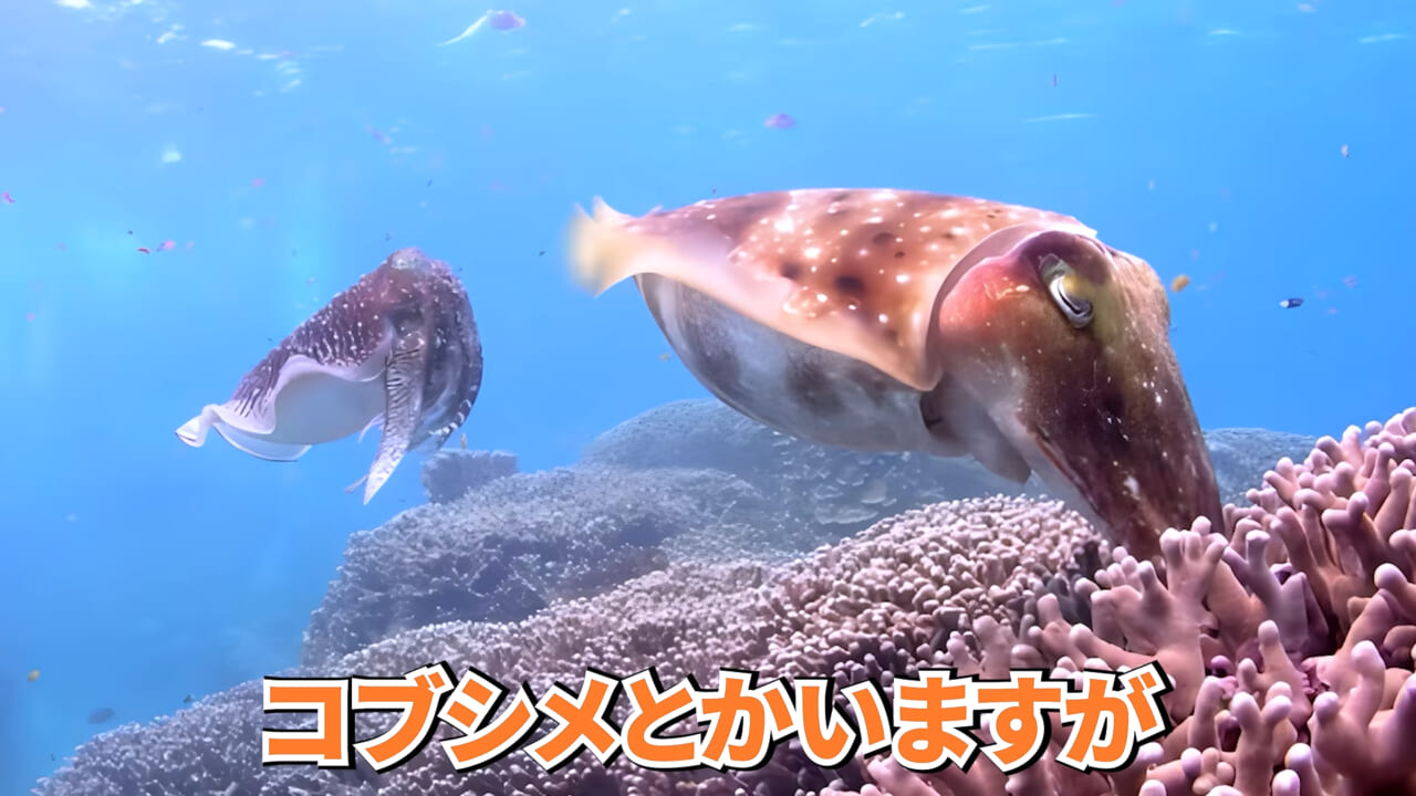 |スーパーに売っていた“瀕死のイカ”→連れて帰って水槽に入れたら…。数日後の姿に「なんだか泣けてきた」「マジで感動」
