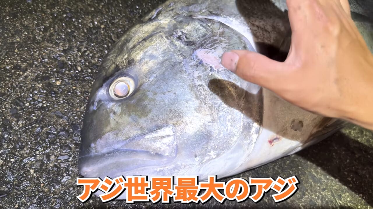 |「やばい、コレきたわ…」「人を海へ引きずり込む」世界最大の『化け物アジ』が潜む海の上で3日間過ごしてみたら…。