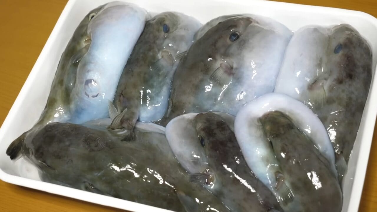 |「かわいすぎて笑った」まな板に並べられた『謎のボール魚』を解体。パンパンに詰まった体から出てきた中身が…。