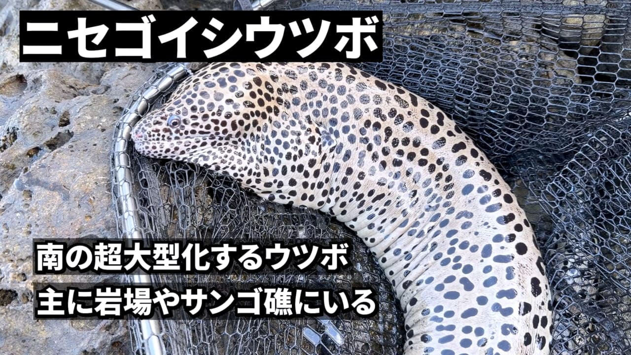 ｜「やばい、コレきたわ…」「人を海へ引きずり込む」世界最大の『化け物アジ』が潜む海の上で3日間過ごしてみたら…。