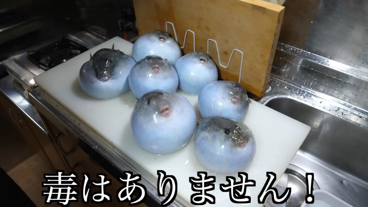 ｜「かわいすぎて笑った」まな板に並べられた『謎のボール魚』を解体。パンパンに詰まった体から出てきた中身が…。