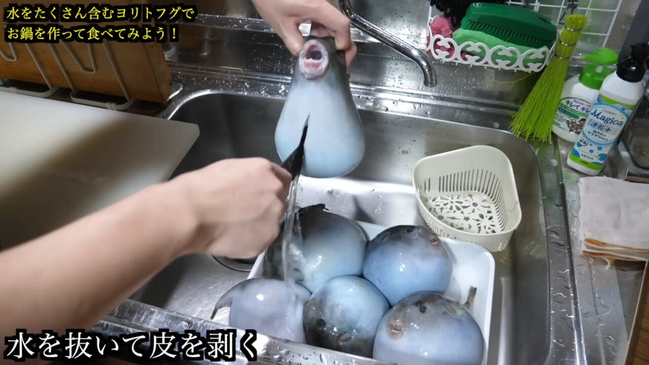|「かわいすぎて笑った」まな板に並べられた『謎のボール魚』を解体。パンパンに詰まった体から出てきた中身が…。