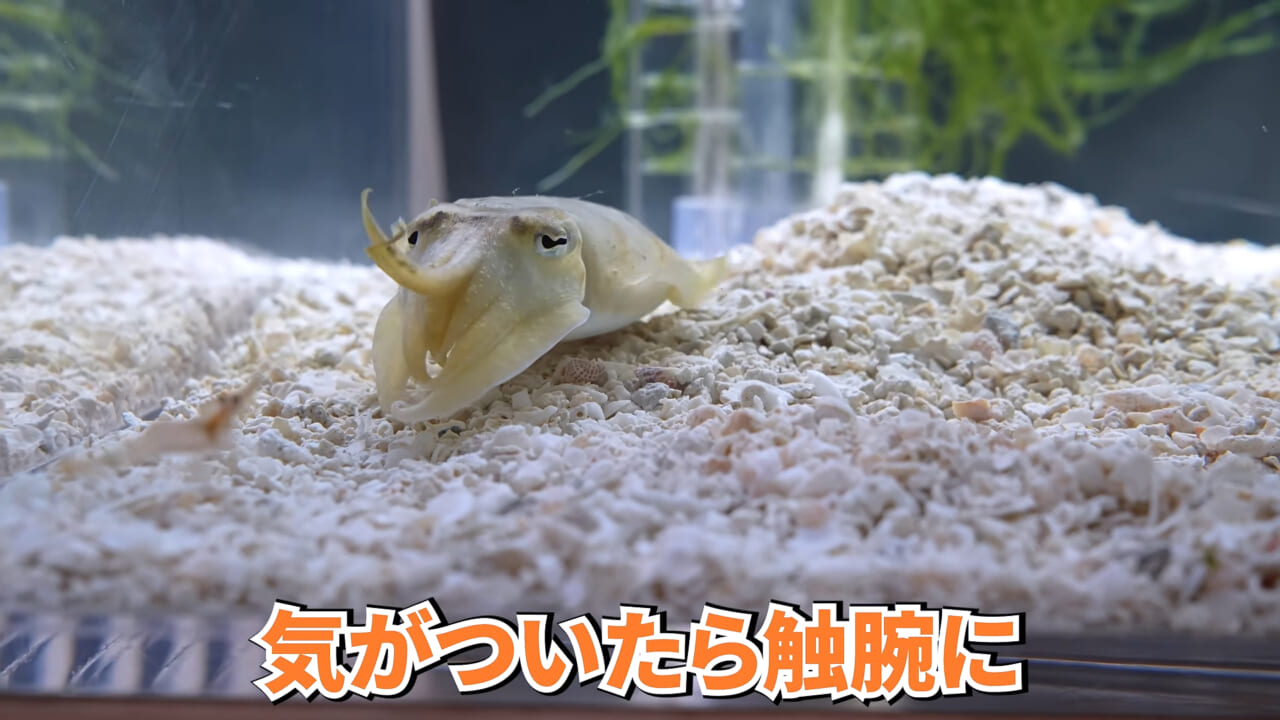 |スーパーに売っていた“瀕死のイカ”→連れて帰って水槽に入れたら…。数日後の姿に「なんだか泣けてきた」「マジで感動」