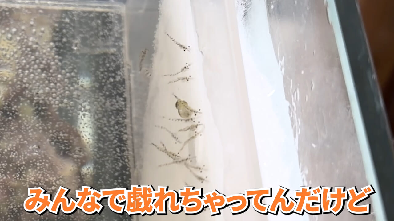 |スーパーで売っていた『白い塊』→水槽に入れたら思わぬ結果に。「すごい、貴重な映像」「めっちゃ可愛い」