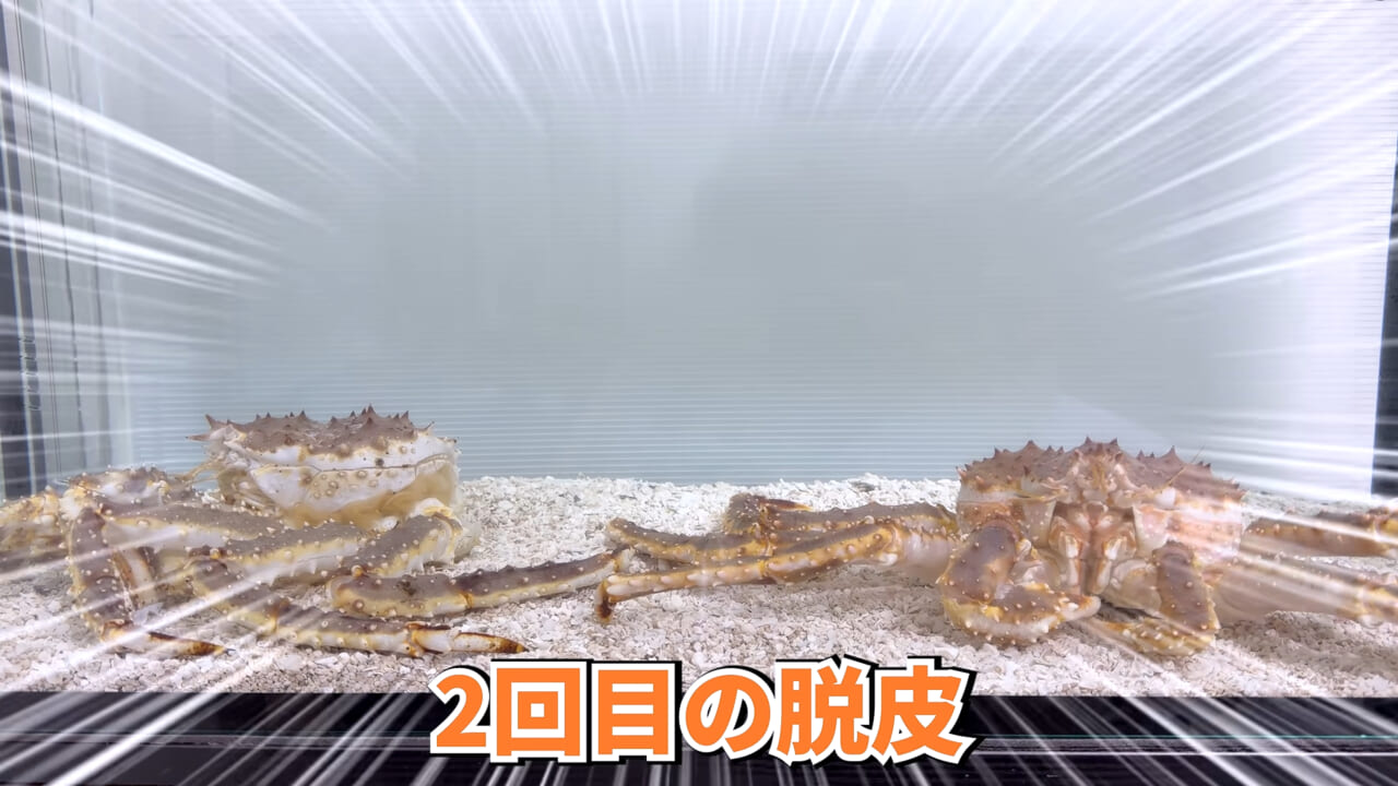 |スーパーに売っていた“瀕死のイカ”→連れて帰って水槽に入れたら…。数日後の姿に「なんだか泣けてきた」「マジで感動」