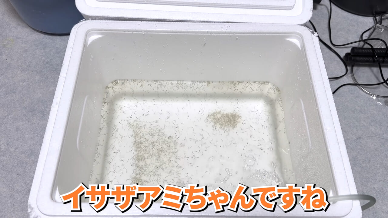 |スーパーで売っていた『白い塊』→水槽に入れたら思わぬ結果に。「すごい、貴重な映像」「めっちゃ可愛い」