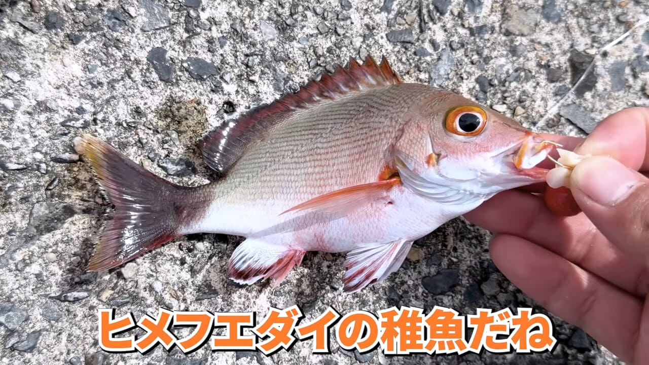 |「やばい、コレきたわ…」「人を海へ引きずり込む」世界最大の『化け物アジ』が潜む海の上で3日間過ごしてみたら…。
