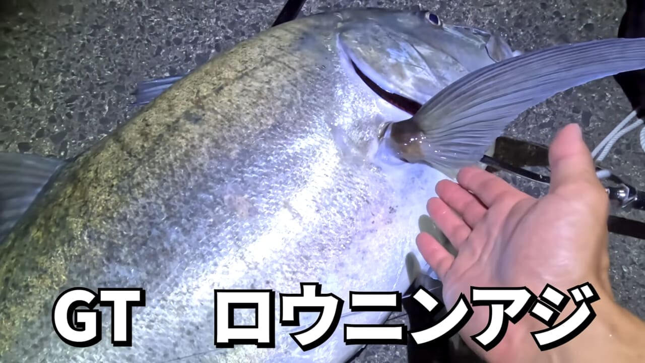 ｜「やばい、コレきたわ…」「人を海へ引きずり込む」世界最大の『化け物アジ』が潜む海の上で3日間過ごしてみたら…。