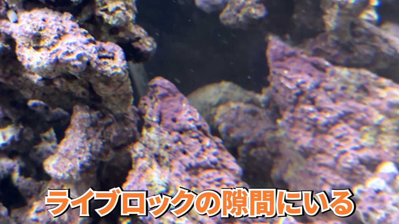 |スーパーに売っていた“瀕死のイカ”→連れて帰って水槽に入れたら…。数日後の姿に「なんだか泣けてきた」「マジで感動」