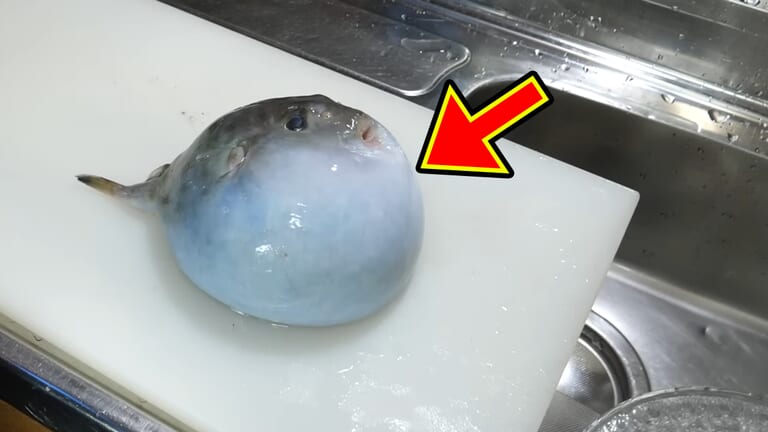「うわぁー！」全身『水』のフグを割ってみた。出てきた中身に撮影者も驚愕。「こんなの食べてるんだ」「クサい」