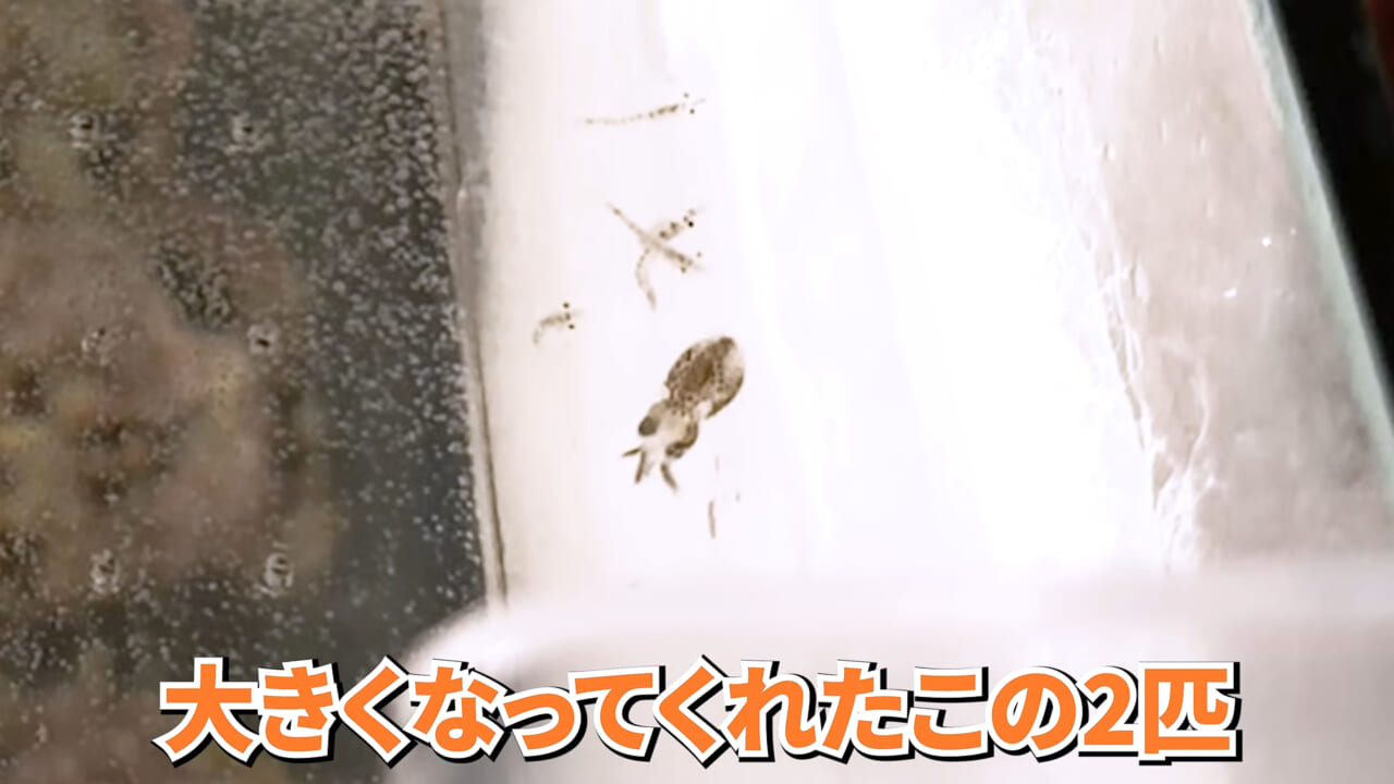 |スーパーで売っていた『白い塊』→水槽に入れたら思わぬ結果に。「すごい、貴重な映像」「めっちゃ可愛い」