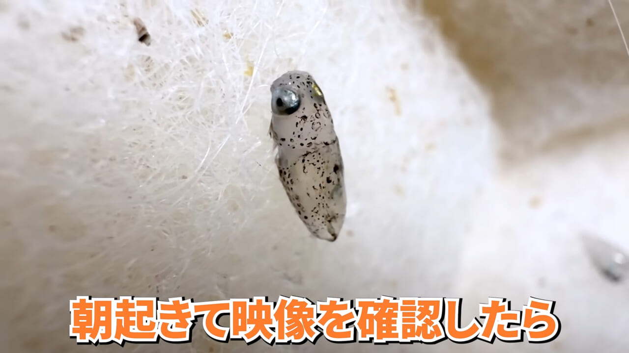 ｜スーパーで売っていた『白い塊』→水槽に入れたら思わぬ結果に。「すごい、貴重な映像」「めっちゃ可愛い」