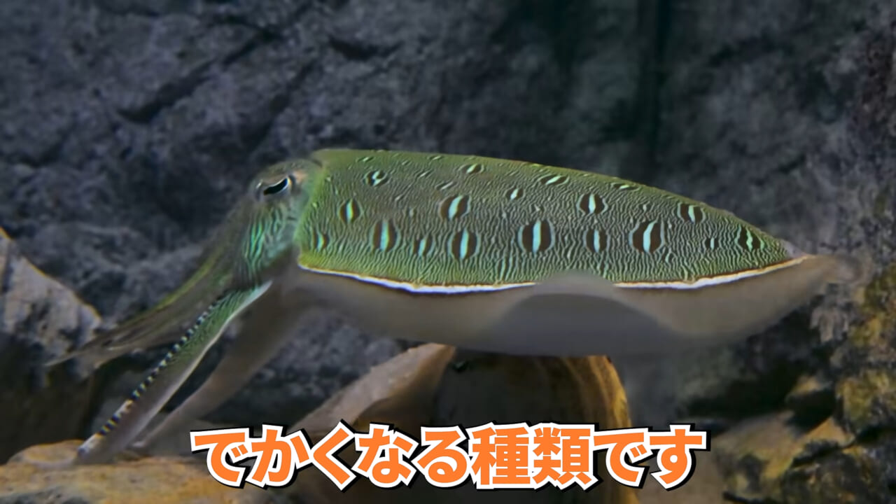|スーパーに売っていた“瀕死のイカ”→連れて帰って水槽に入れたら…。数日後の姿に「なんだか泣けてきた」「マジで感動」