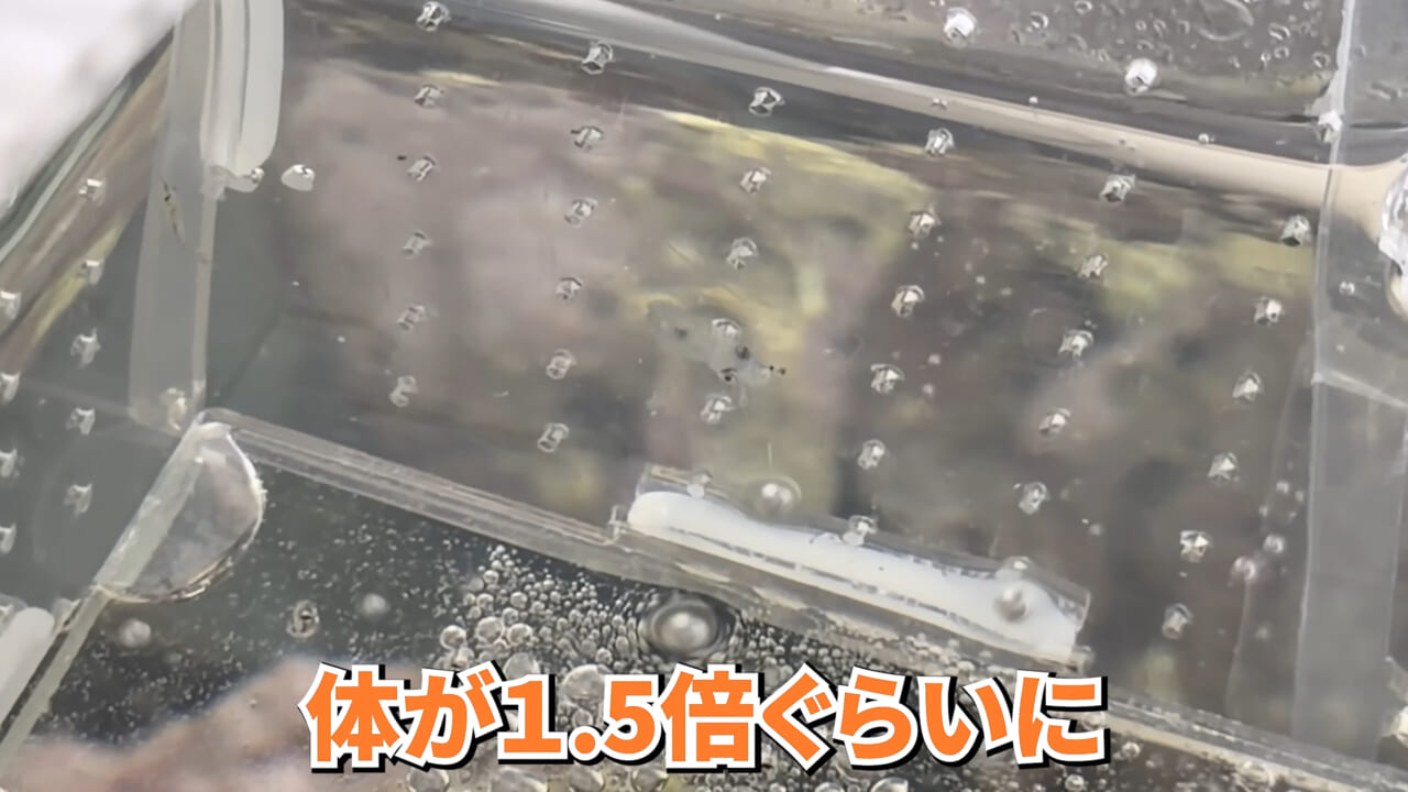 |スーパーで売っていた『白い塊』→水槽に入れたら思わぬ結果に。「すごい、貴重な映像」「めっちゃ可愛い」