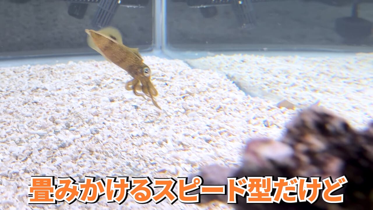 ｜スーパーに売っていた“瀕死のイカ”→連れて帰って水槽に入れたら…。数日後の姿に「なんだか泣けてきた」「マジで感動」