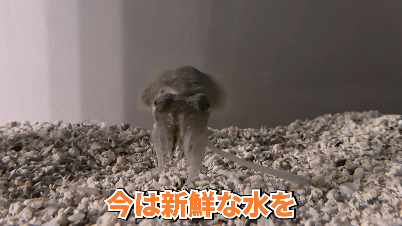 |スーパーに売っていた“瀕死のイカ”→連れて帰って水槽に入れたら…。数日後の姿に「なんだか泣けてきた」「マジで感動」