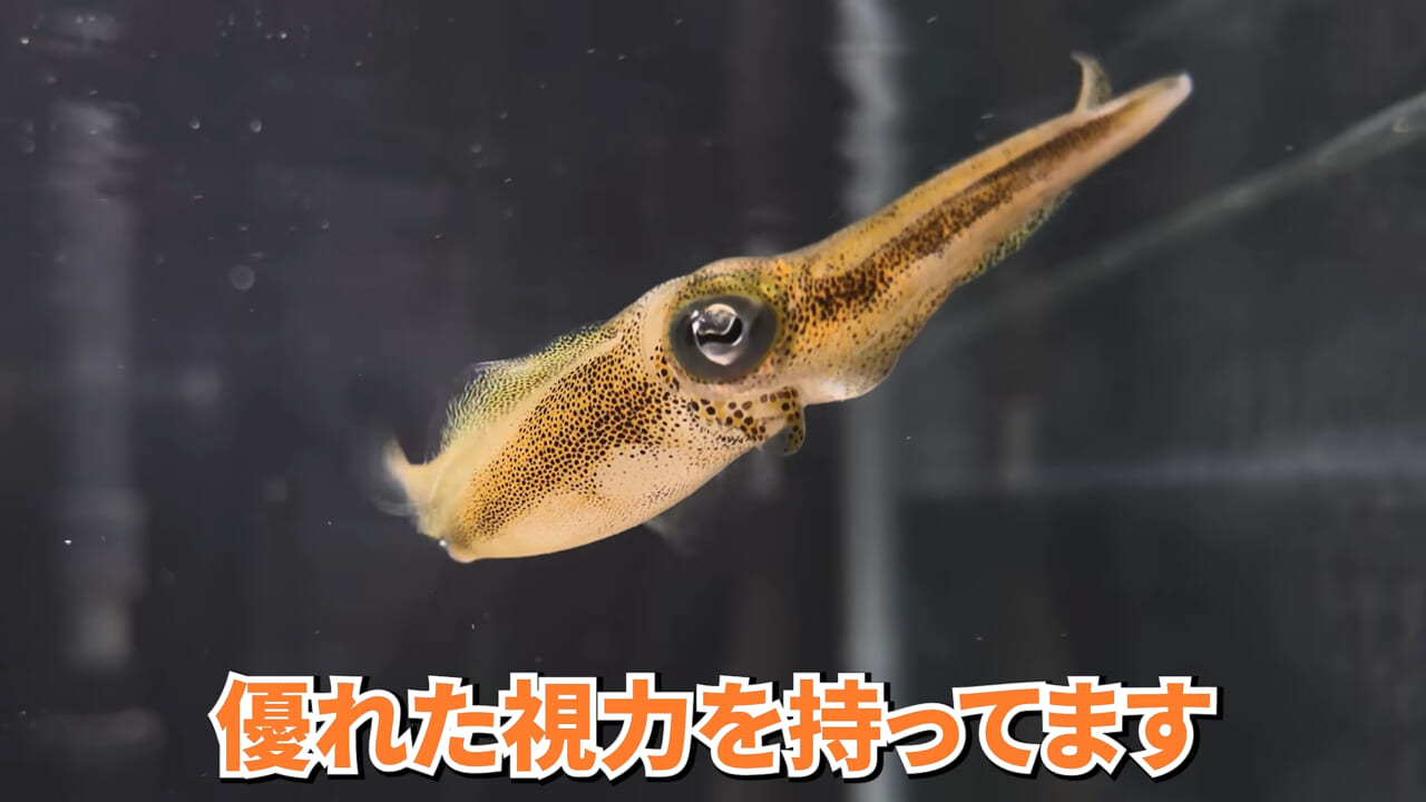 |スーパーで売っていた『白い塊』→水槽に入れたら思わぬ結果に。「すごい、貴重な映像」「めっちゃ可愛い」