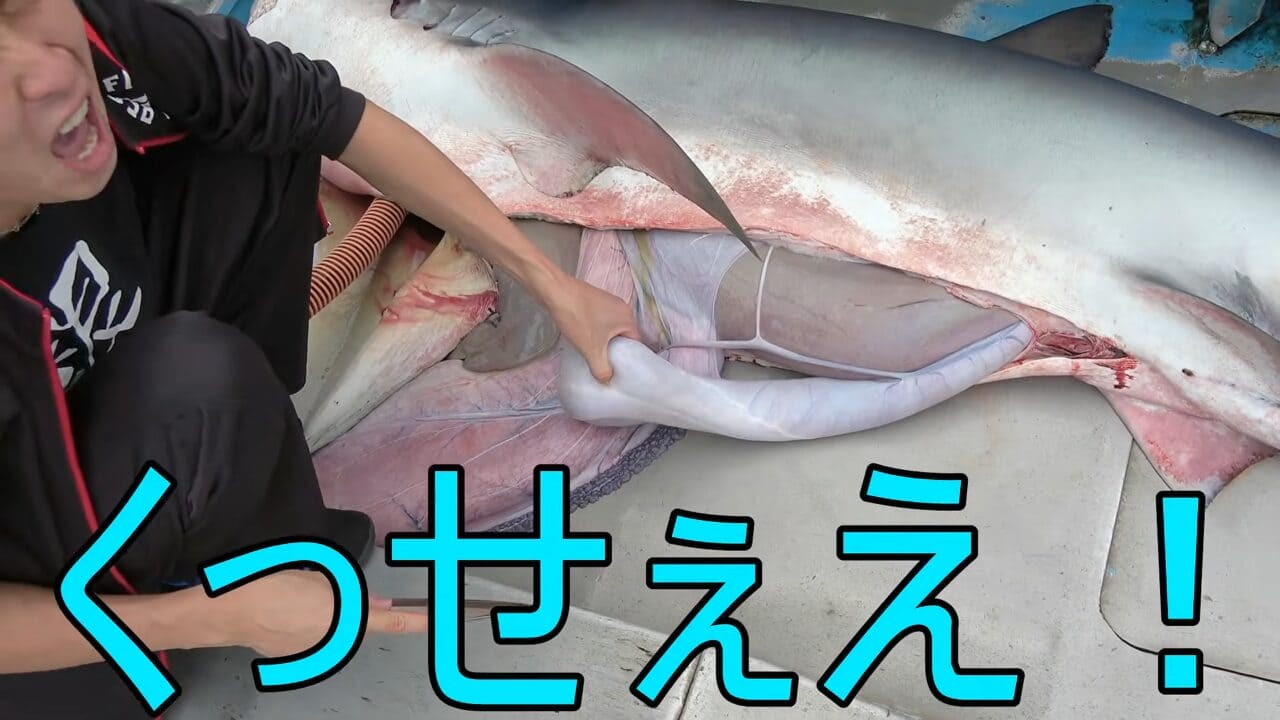 ｜「異常な臭い」「やばいです」水揚げされた『巨大ザメ』を解体。“ふくれた腹”から出てきた中身に撮影者も困惑。「なんだこれ…」