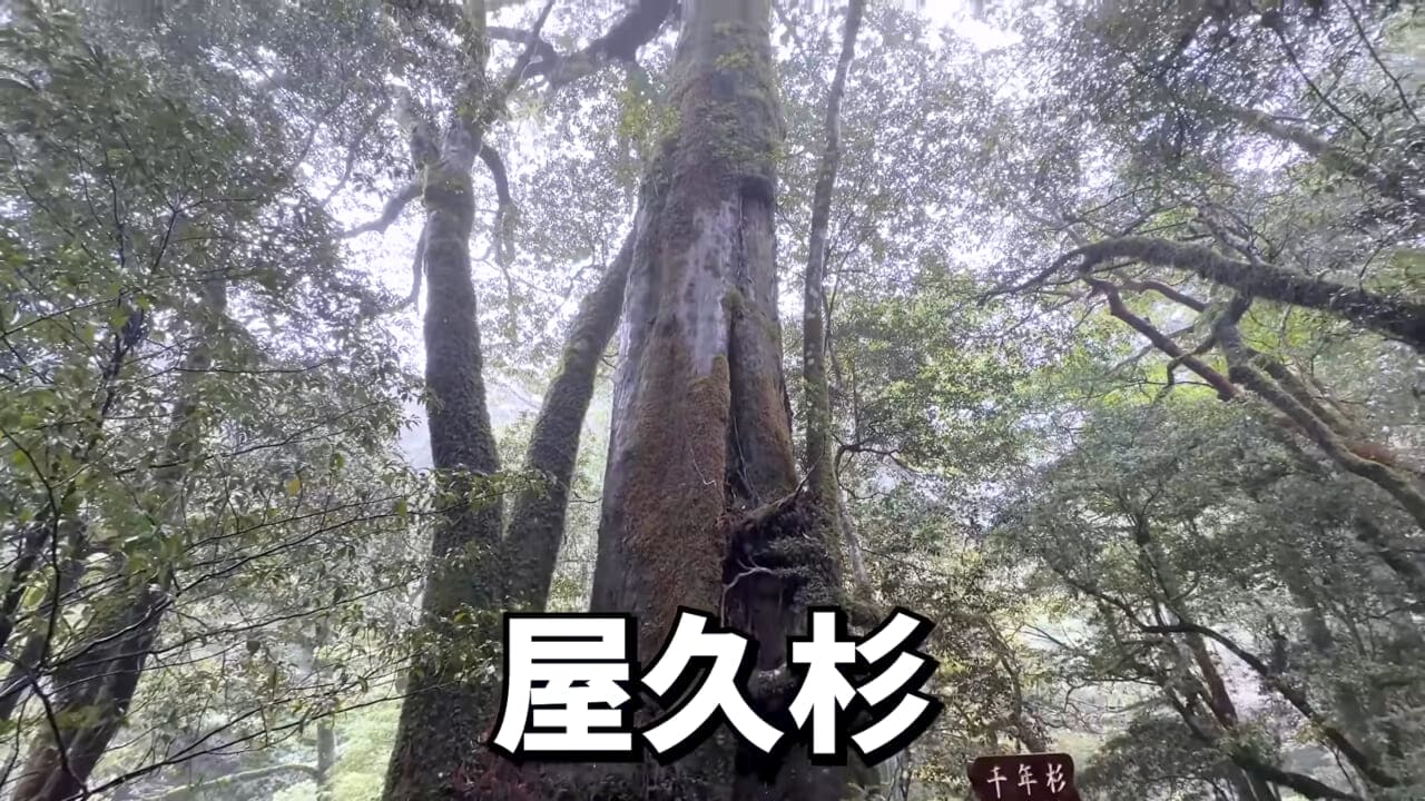 |「やばい、コレきたわ…」「人を海へ引きずり込む」世界最大の『化け物アジ』が潜む海の上で3日間過ごしてみたら…。